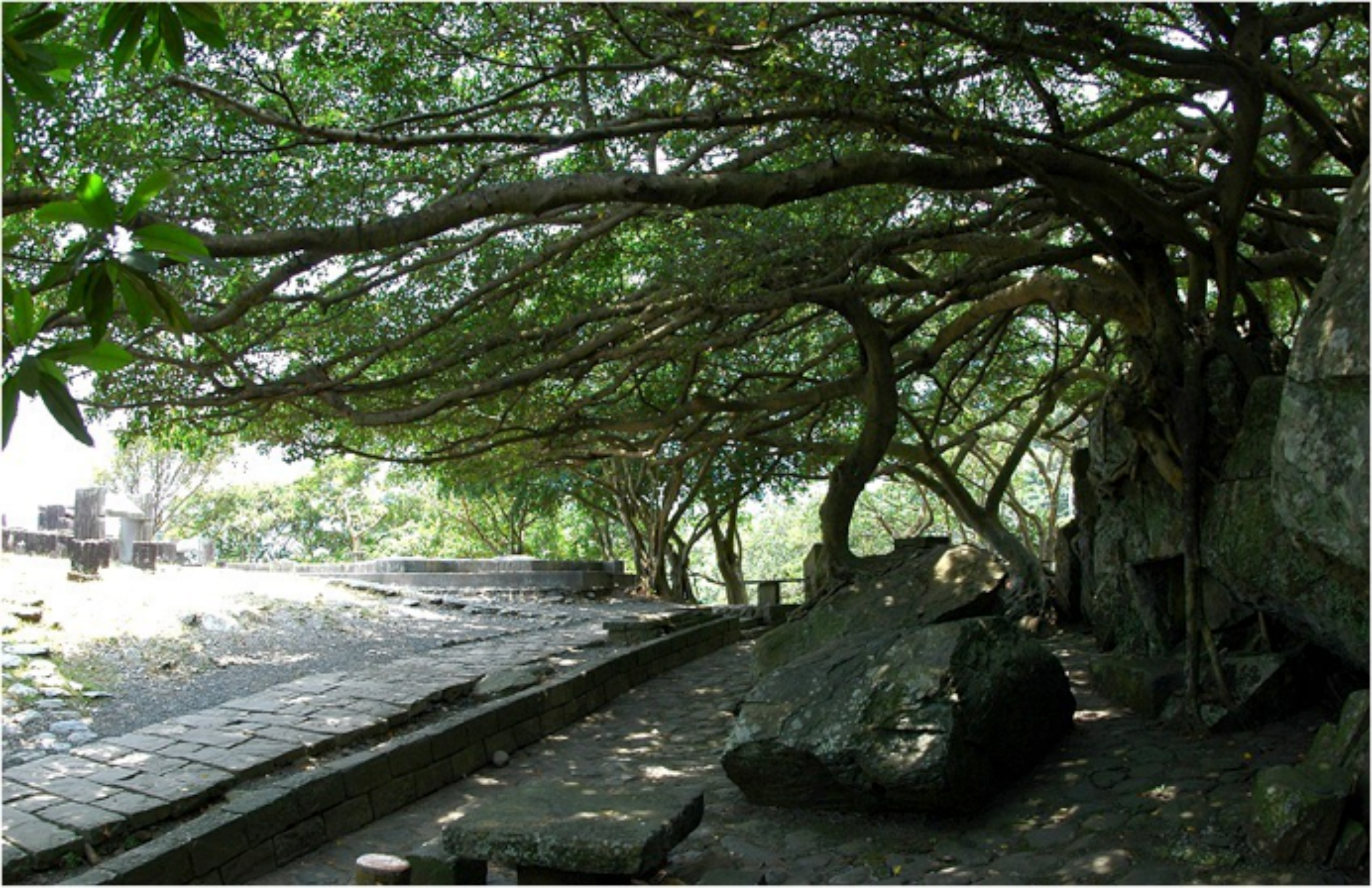 描述 : http://forestlife.info/Photo/278/04.jpg