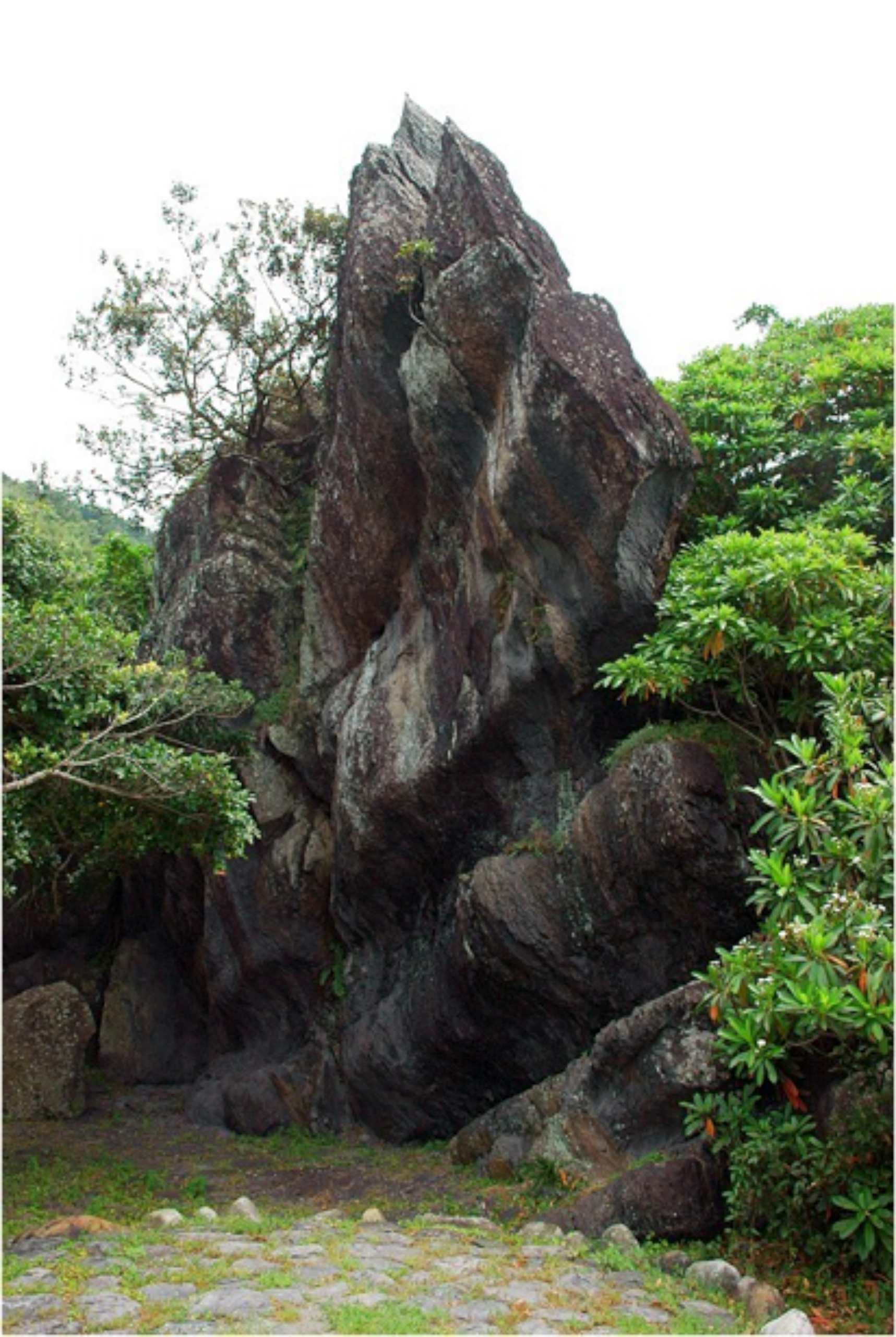 描述 : http://forestlife.info/Photo/278/12.jpg