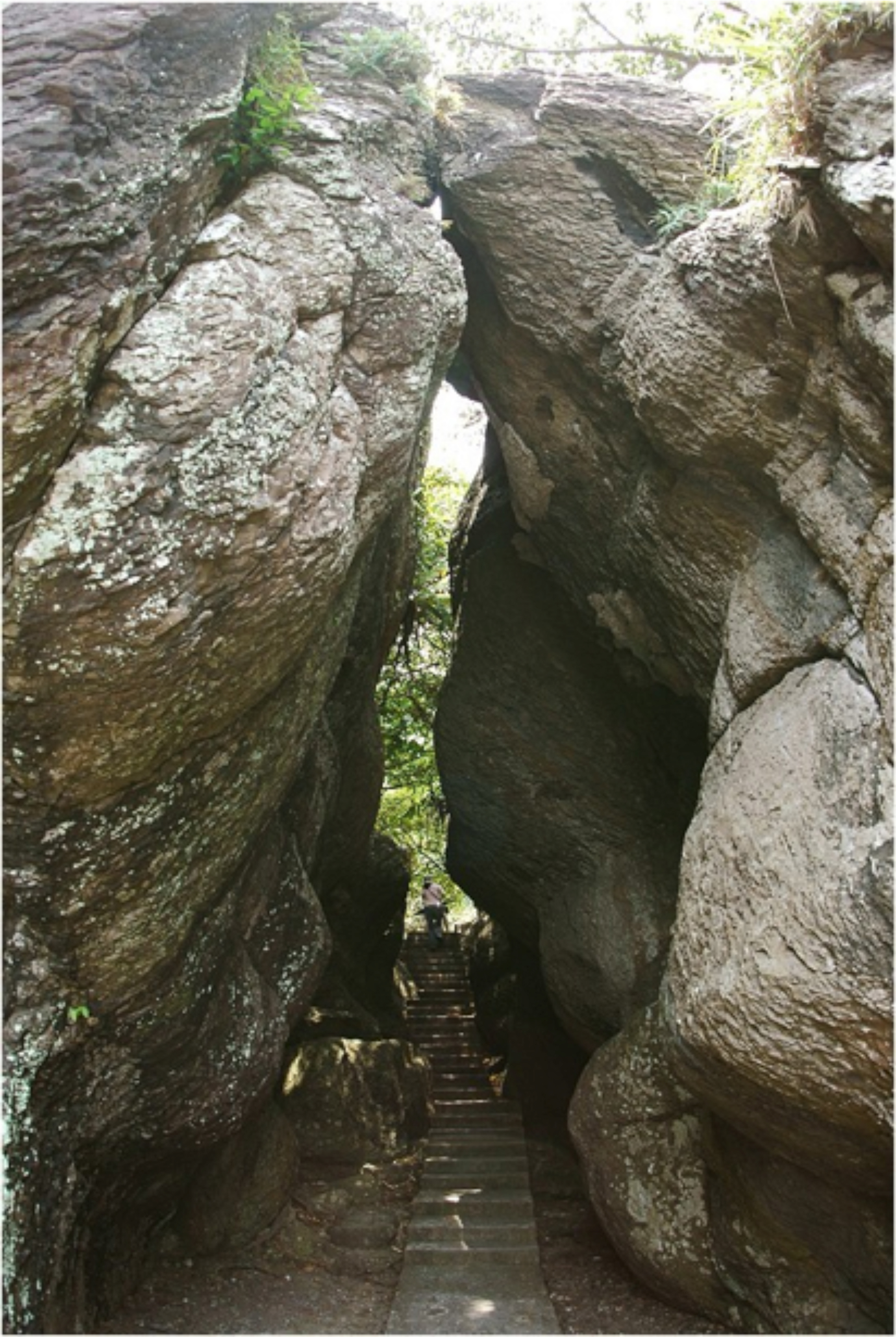 描述 : http://forestlife.info/Photo/278/18.jpg