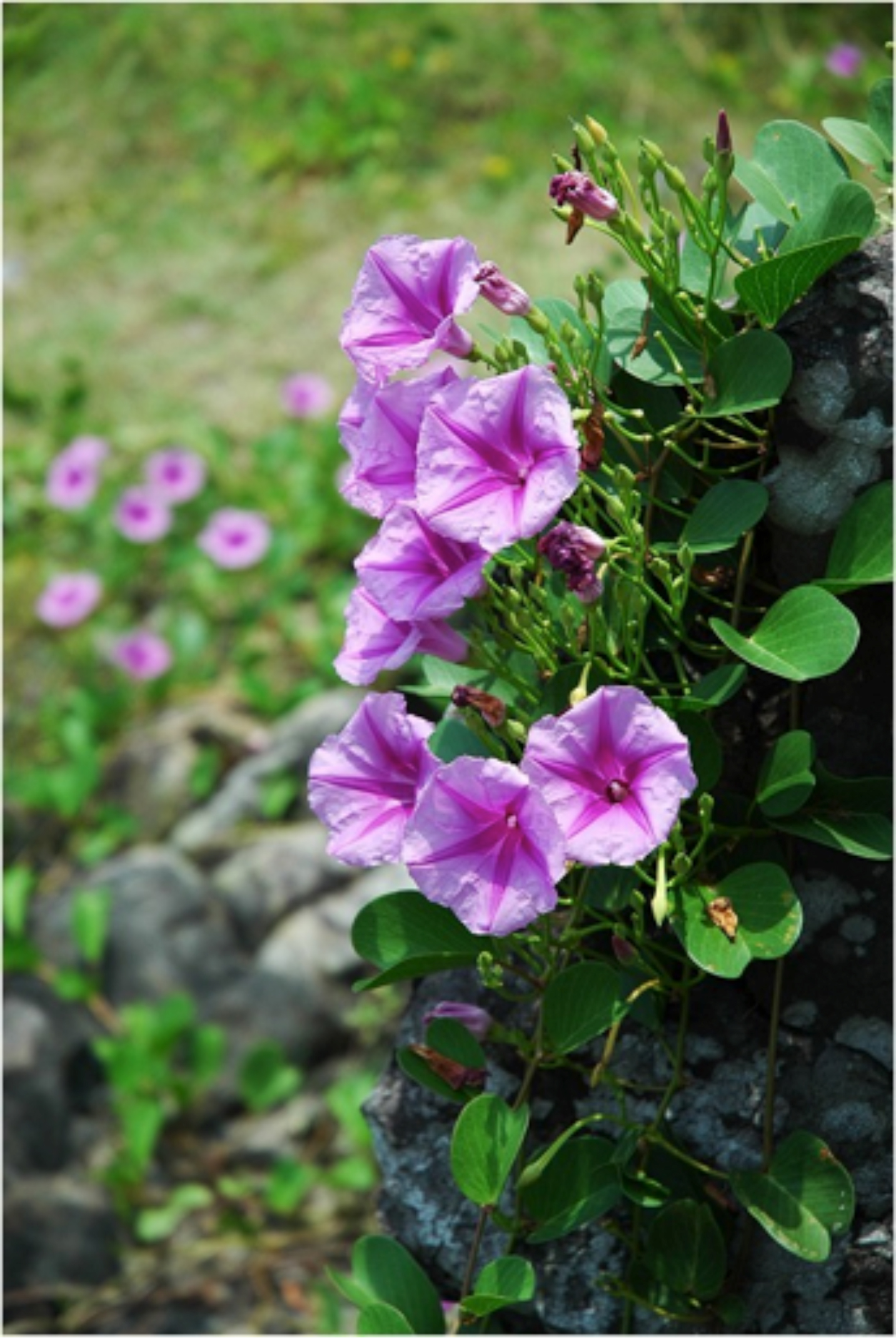 描述 : http://forestlife.info/Photo/278/16.jpg