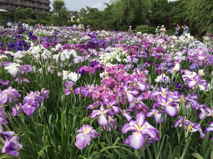 日本now番外篇】原來日本人從江戶時代就很愛賞菖蒲花| 民報PeopleNews