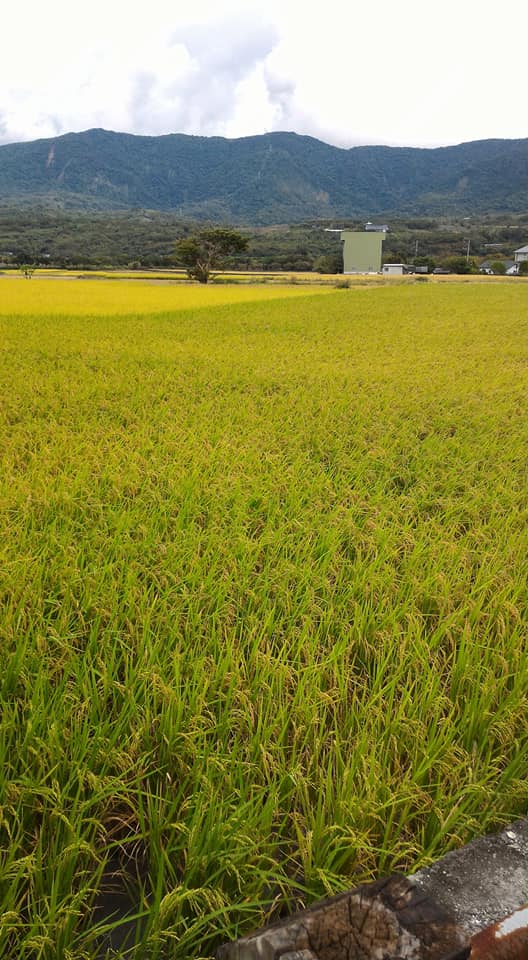 池上稻米。圖／洪樹旺