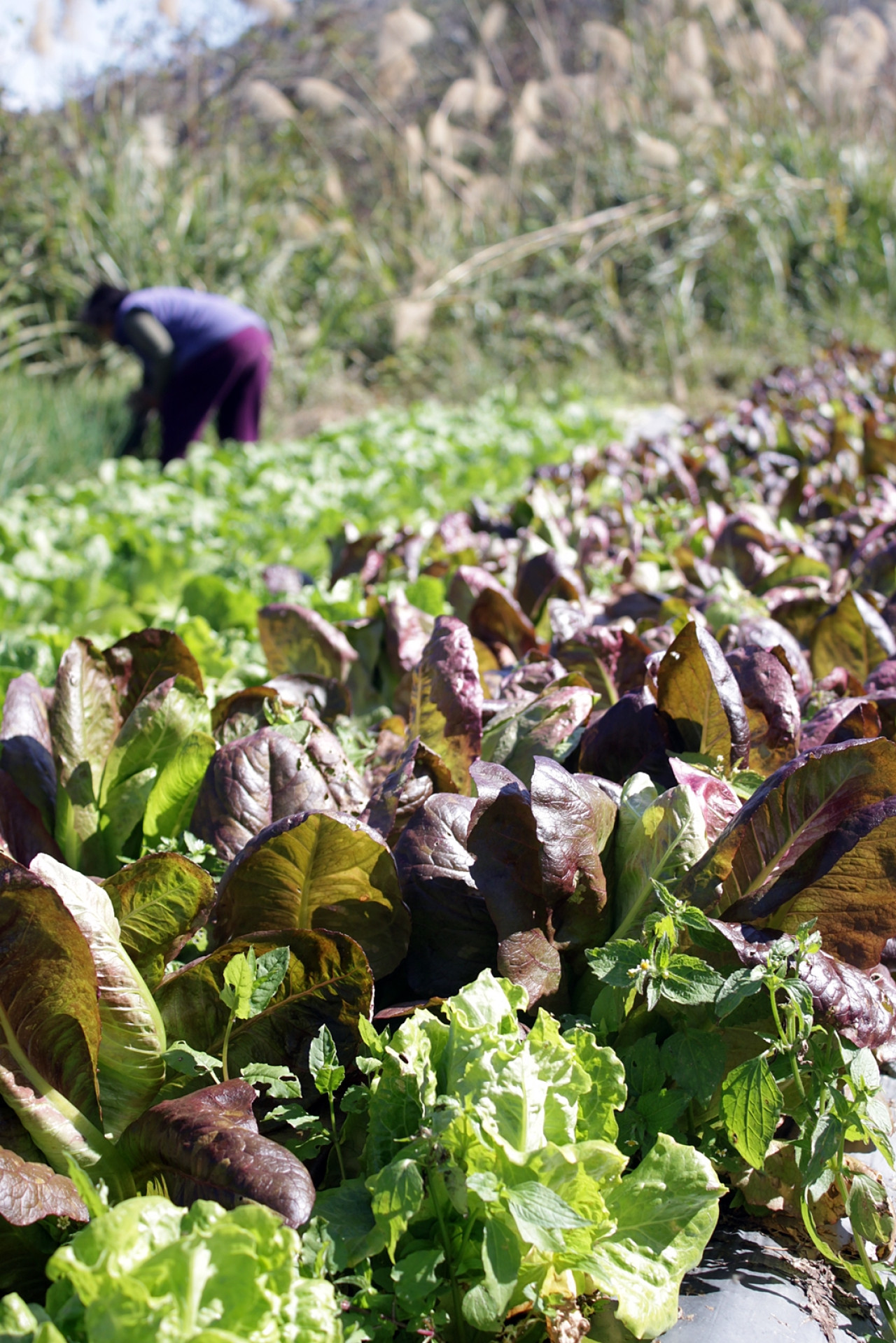 如今,百來人的石磊部落,除去六十名老人與孩子,大約二十多農夫,總耕地面積約十公頃,九成採有機自然農法。