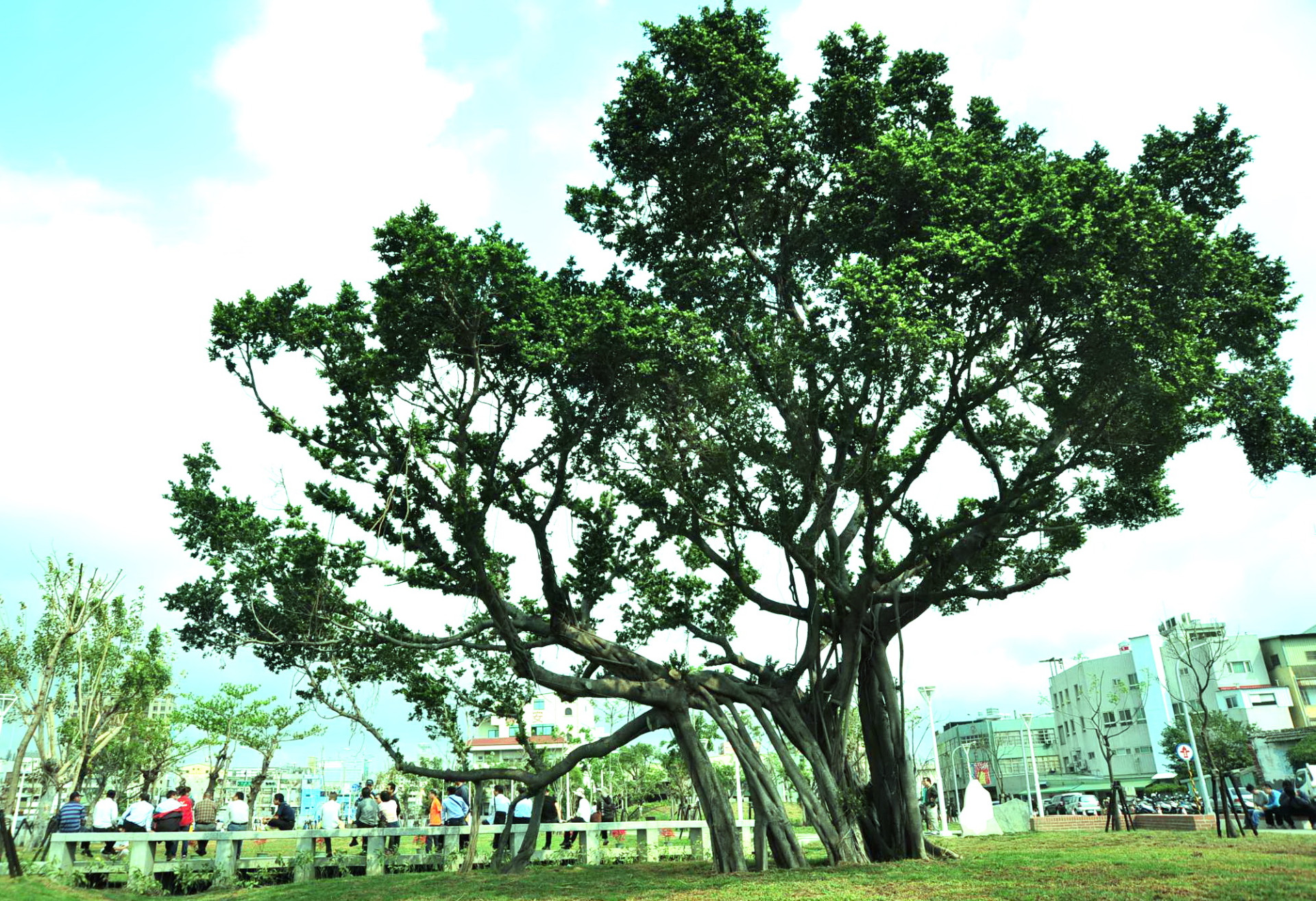 榕樹公園內135歲老榕樹(照片高市府提供)