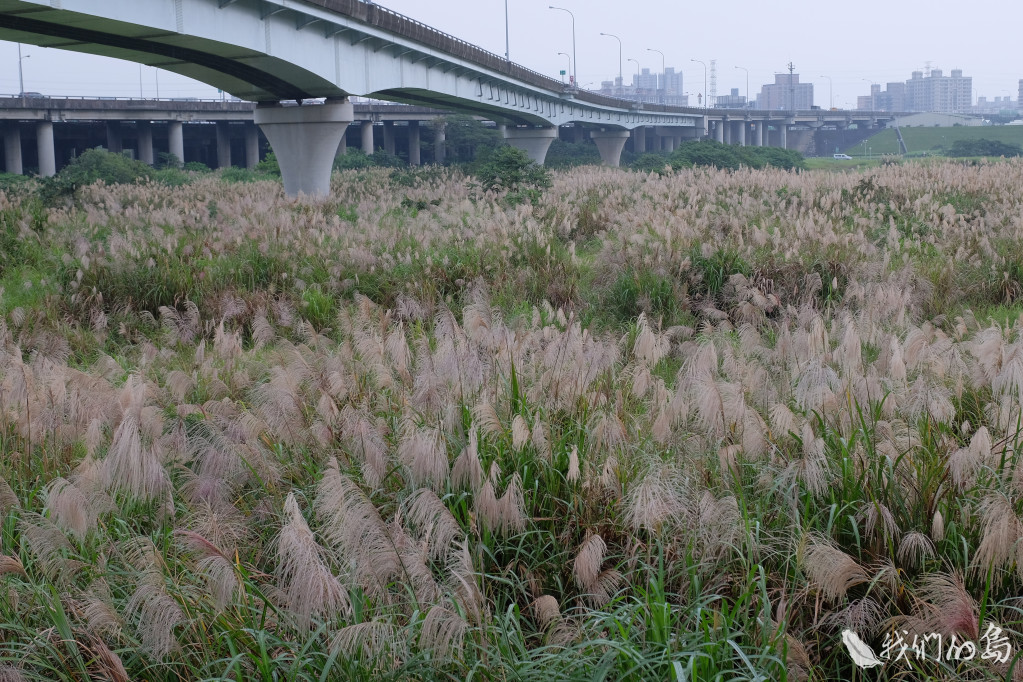 五股濕地。圖／公視《我們的島》