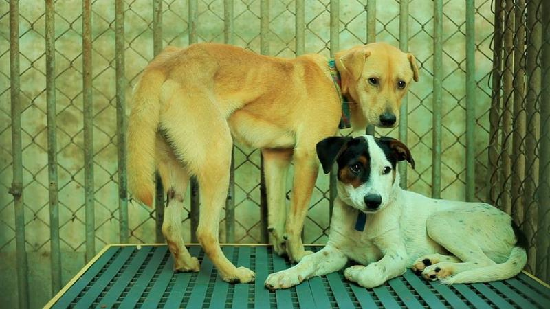 立法院今天三讀修正通過飼料管理法部分條文，通過「零安樂死」政策，讓收容所動物免遭撲殺命運。(圖翻攝原子映像「十二夜」海報)