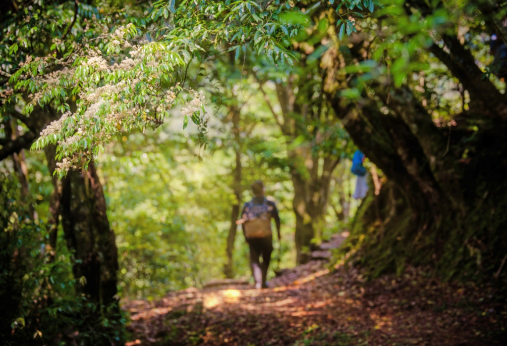 對於熱愛登山的山友們而言，想必對福巴越嶺古道不陌生。這條位於桃園復興和新北烏來地區間的熱門登山路線，曾是日治時期、具有重要戰略意義的「理蕃」道路，一起走進巴陵的山林，揭開古道的歷史面紗吧！圖／董昱