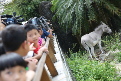 台北市府決定7月1日起取消各場館軍公教人員優惠。圖為民眾參觀台北市立動物園的非洲野驢。（資料照片，中央社）20160224