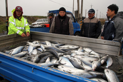 入冬最強冷氣團即將來襲，氣象專家吳德榮預估沿海地區可能降至8度以下，農漁養殖業要預防寒害。(圖為前年初寒流造成虱目魚凍死，漁民損失慘，中央社資料照)