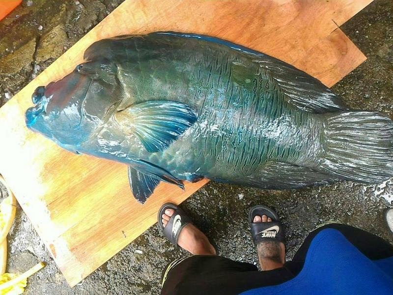 綠島保育明星龍王鯛被人以魚槍打死撈起，海巡人員追查下，民宿業者坦承「在海上發現魚體」，龍王鯛則被大卸八塊埋掉。（翻攝自臉書）20160522