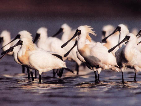 台南黑面琵鷺保護區(網路資料)