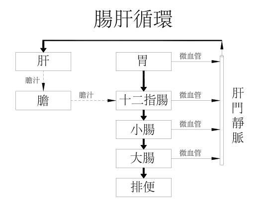 人體腸道與肝臟之間存在著一個重要的「腸肝循環」。（作者提供）