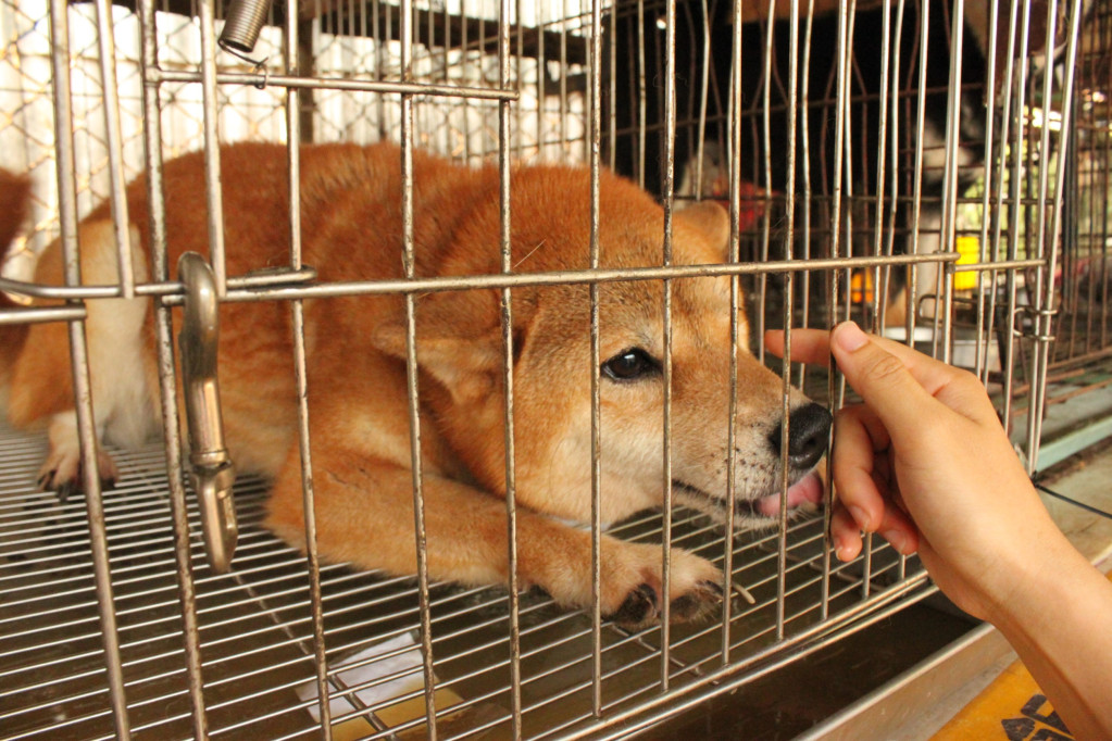 竹市首次查獲非法犬隻繁殖買賣業者，62隻柴犬將開放認養。圖／新竹市政府提供