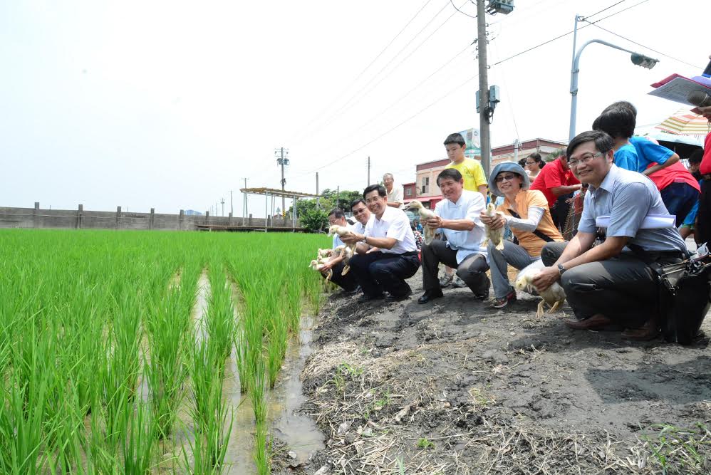 放養鴨子到田中。圖／彰化縣政府