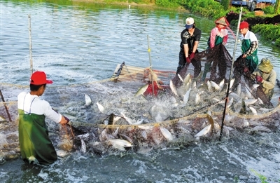 台南學甲虱目魚與中國廠商契作暫停，消息傳出想必當地養殖戶心中五味雜陳，也證實許多包藏在ECFA謊言下的假像接連著被揭穿。（圖／翻攝自網路）