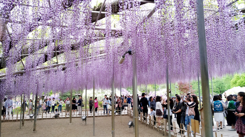 號稱一生一定要來看一次的足利花卉公園藤花盛宴，於昨天黃金週第一日迎來了八重黑龍藤滿開以及大量的遊客人潮。圖／陳慧真