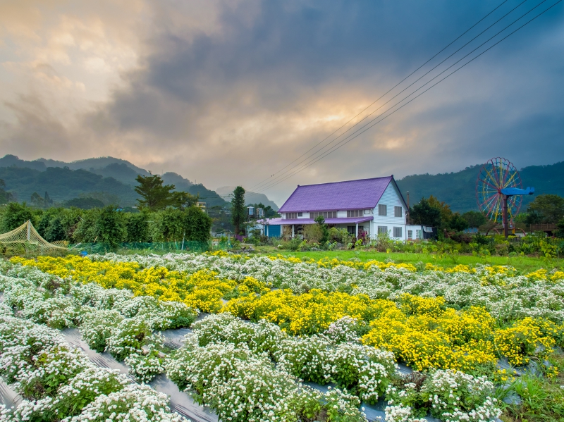 邋遢的農地跟人一樣也得好好顧及顏面才行，農業，不光是生產，還有生活與生態必須三生一體。圖為年初時杭菊盛開的景致。(圖／王洪忠攝）