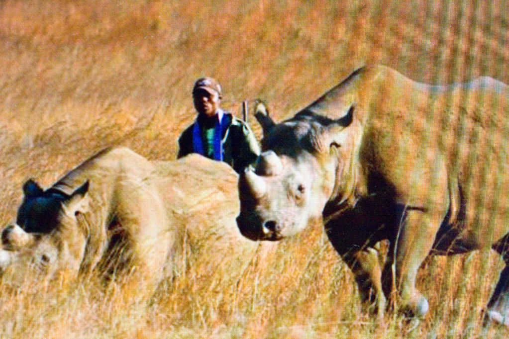 2014年9月間南部非洲辛巴威馬龍德拉犀牛保護區內,黑犀牛與巡邏員。(網路圖片翻攝)