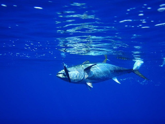 鮪魚屬高度洄游魚類，含豐富的營養價值（如：omega-3脂肪酸、維生素D、硒等），在美國每人每年消費鮪魚罐頭約2.7磅（1.2公斤），卻因可能含高量的汞，食用安全引發關注。（圖／網路CC授權）