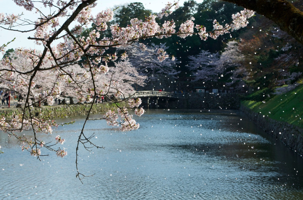 櫻花是象徵日本人美學最重要的一種花；東京上野公園猶美。日本每年都會對櫻花開花抱有期待，一起在花下飲酒作樂，也例行要憐惜花落，讓人覺得日本是自古就傳承了喜愛櫻花的DNA。(資料畫面:劉黎兒/攝影)