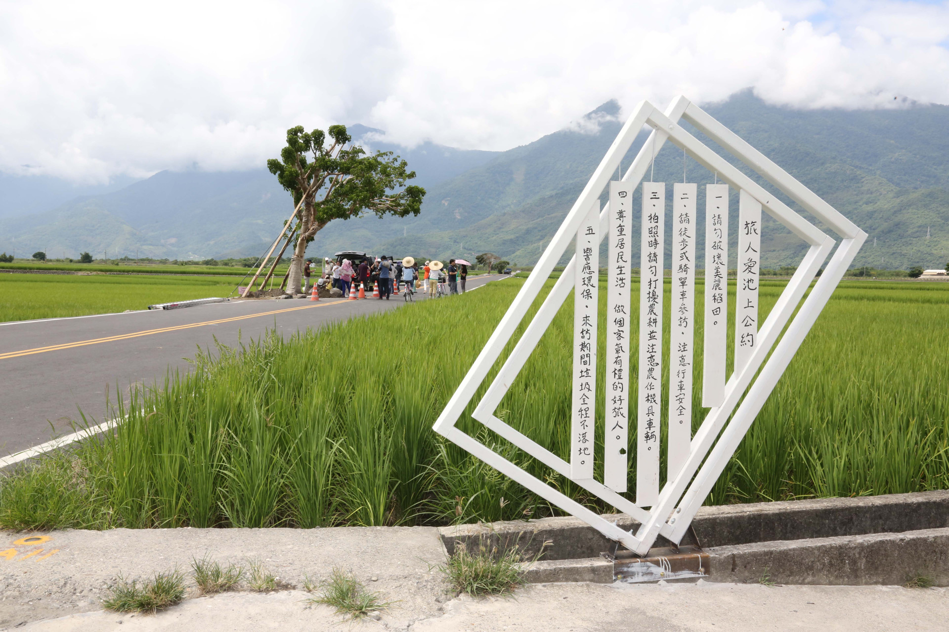 台東池上金城武樹經診治後，已從瀕臨垂死走出加賀病房，進入24小時觀察期。(圖，長榮航空提供)