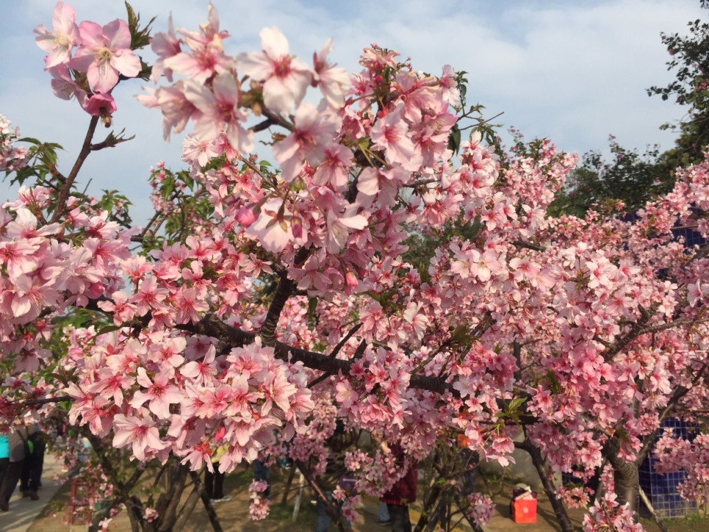 新竹公園櫻花盛開，是全台最獨特的市區賞櫻地點。（記者黃筱珮攝）