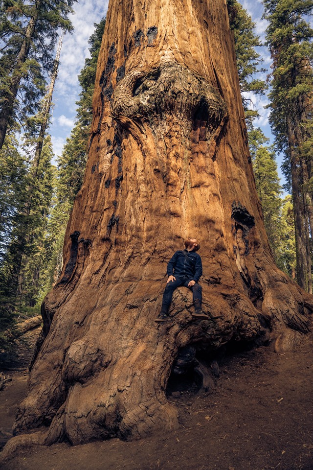 XR大觀｜ 樹靈之歌 Treehugger: Wawona和樹木連線 傾聽生命的流動。來自英國的沈浸式藝術團隊 MARSHMALLOW LASER FEAST，耗費時日以科技探測一棵超過 2000 歲、全世界體積最大的神木，將這棵存在地球千年的紅杉木，重現於虛擬實境中。(圖/ VR 體感劇院 VR FILM LAB)