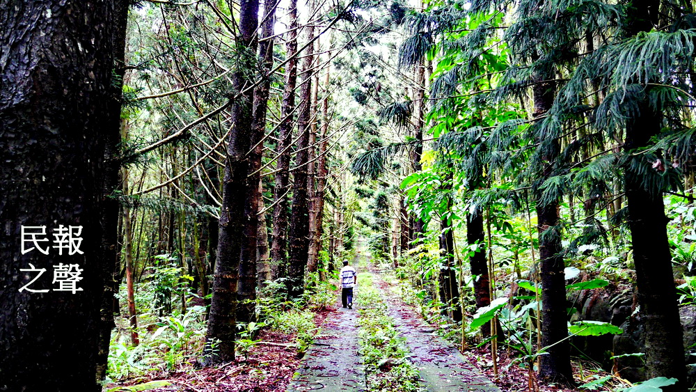 大葉楠植物園如同一座森林（林崑峯攝）