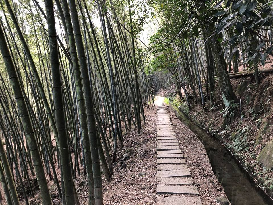 沿圳道慢行，一路綠意盎然、潺潺流水聲相伴，並設有停車場、木棧道、步道、解說牌設施，穿過綠蔭、穿過孟宗竹林，就會來到林爽文最後戰役的古戰場。圖／作者提供