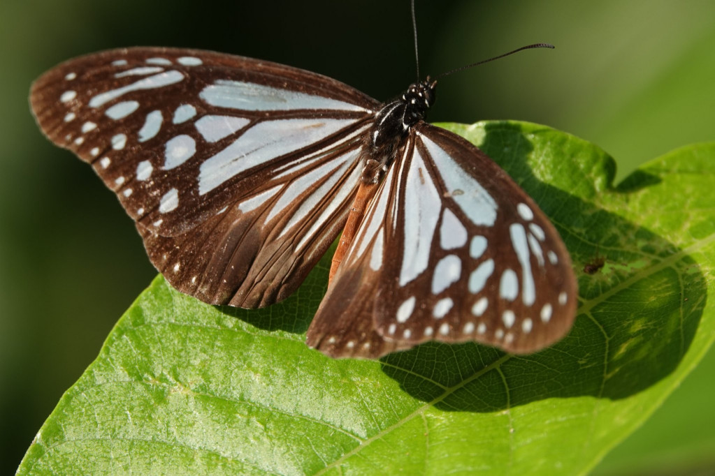 小青斑蝶（斯氏絹斑蝶）Parantica swinhoei（Moore, 1883）。圖／劉漢鼎