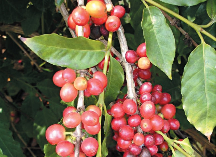 台灣最早咖啡是在1884年，由英商德記洋行引進，種植100株阿拉比卡咖啡樹在台北海山，在此之前，台灣人沒見過咖啡。示意圖／擷自農委會網站