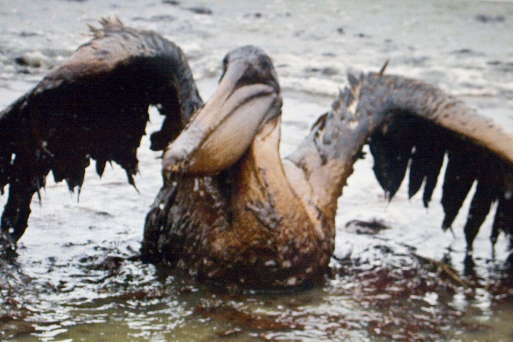 2010年墨西哥灣BP油井爆炸漏油是美國歷史上最嚴重的環境災難之一（網路圖片翻攝）