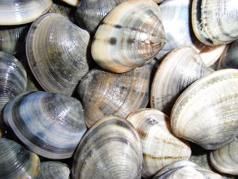 小眼花廉蛤又稱「赤嘴」,也泛稱「海瓜子」,近年每見稀少,中市府能和水試所合作復育放流,殊為可貴,然民眾缺乏保育觀念,不足2公分中幼苗也挖撿,錯誤作為。(圖片摘自網路)