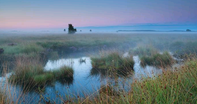 美麗沼澤濕地，動植物的棲息家園，也是緩衝地球暖化大功臣（德國之聲網路截圖）