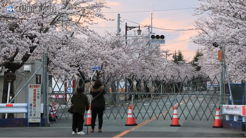 福島富岡町的櫻花隧道原是日本賞櫻名所，如今進入禁區裡賞櫻得穿著防護衣，成為最孤寂的櫻花林。圖／畫面截取自youtube