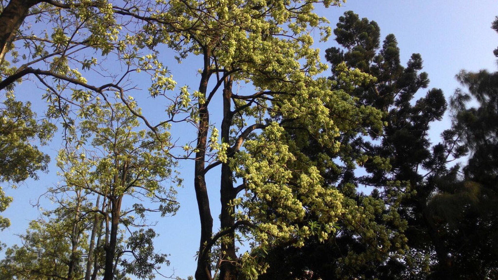 曾經是「市樹」的黑板樹，高大挺拔成長快，以前深受民眾喜愛，但長大開花異味濃厚，花粉四飃，引發不適，樹根也破壞地面鋪設，市民紛紛反映要移除，可謂「三十年風水輪流轉」。（台中市建設局）