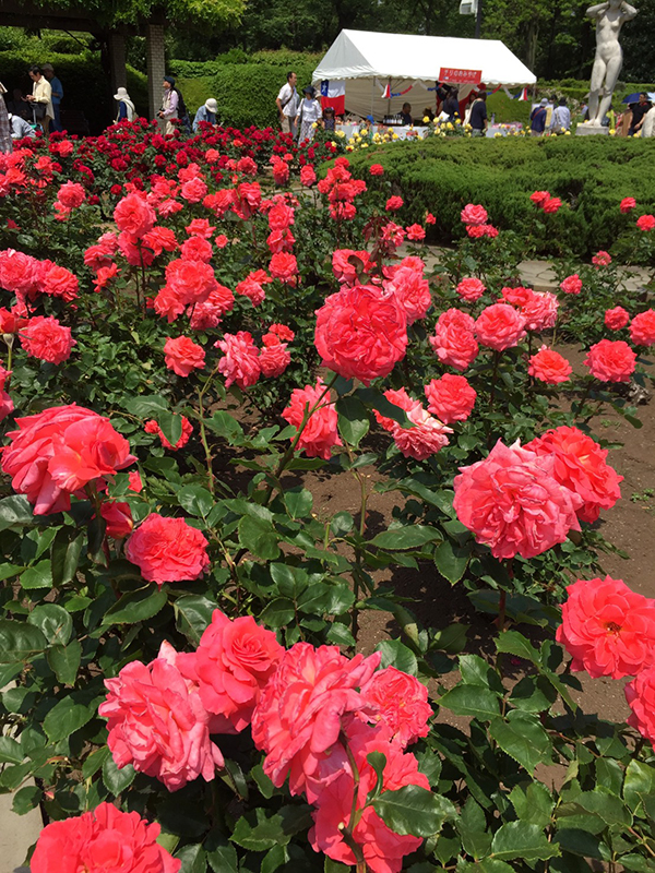 玫瑰雖美,在日本也不是一開始就能讓每個人驚艷讚嘆得到的!?因為,玫瑰變成庶民也能一親芳澤,不過才70年前、二次戰後的事而已,在此之前,玫瑰長年是貴族才有機會觀賞的奢侈品。(圖/劉黎兒提供)