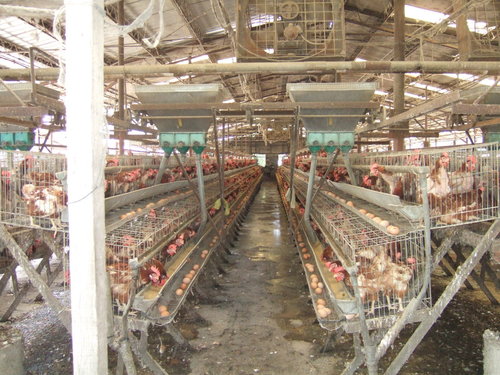 中市外埔畜禽屠宰場發現來自雲林縣的雞隻有禽流感之虞,先凍存並會同農委會防疫局確診染新型H5亞型禽流感,將全部撲滅,並加強防疫準備。(此為情境照,非關本文)