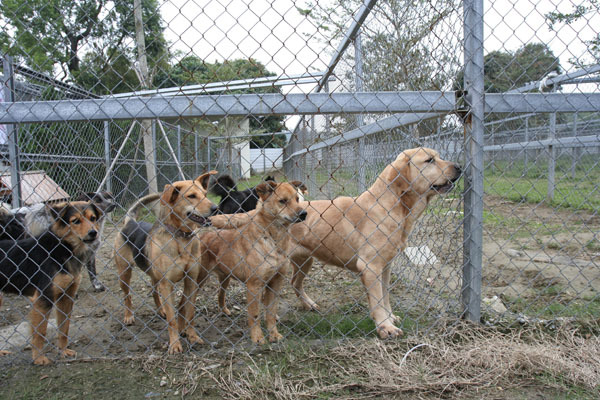 因「十二夜」引起的流浪動物關懷，中市府欲分三年改建動物之家后里收容所，總經費二億多元，地方需配合約1／3，但第一年配合款就被議會刪除，市府只好繞道而行。（摘自網路）