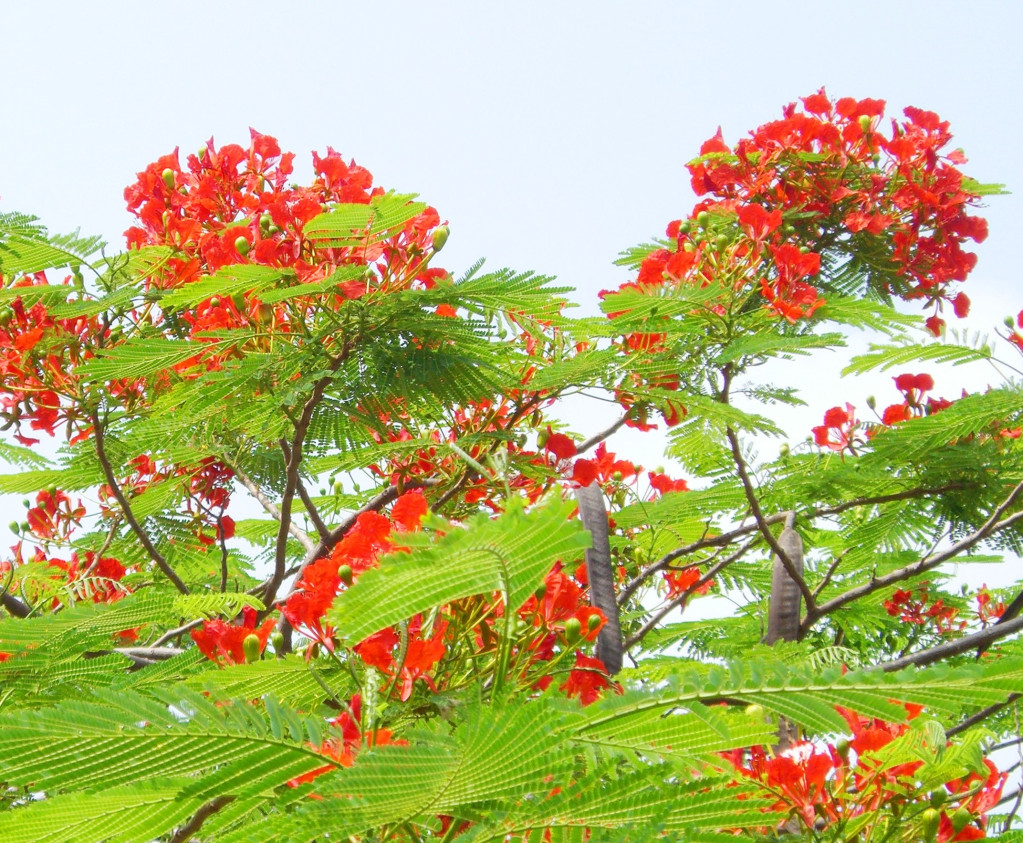 今年6月花開，去年的黑豆莢還掛著。（圖／呂自揚攝影）