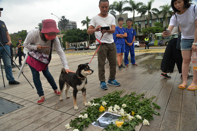 軍中發生虐殺狗事件，動保團體28日串聯到國防部前抗議，還在大門口放置遭虐死的小白狗照片供民眾悼念。圖／中央社