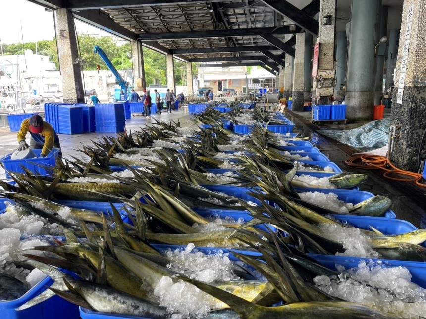 新鮮壯觀漁獲捕撈。示意圖/台東縣新港區漁會提供