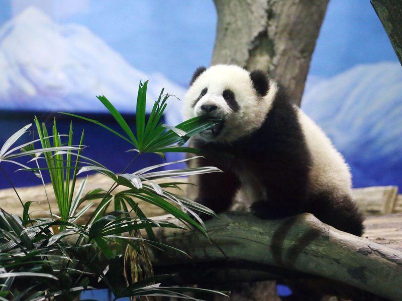 大貓熊寶寶「圓仔」6日正式在台北市立動物園亮相，圓仔爬樹的模樣，相當可愛。圖/中央社資料照片