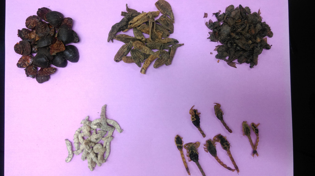 醫師周宗翰指出，肥胖引起的子宮肌瘤通常歸類於實證，改善症狀常用攻衝破結的蟲類中藥如虻蟲、水蛭、 蠐螬、 土鱉蟲等。(北市聯合醫院圖片提供)