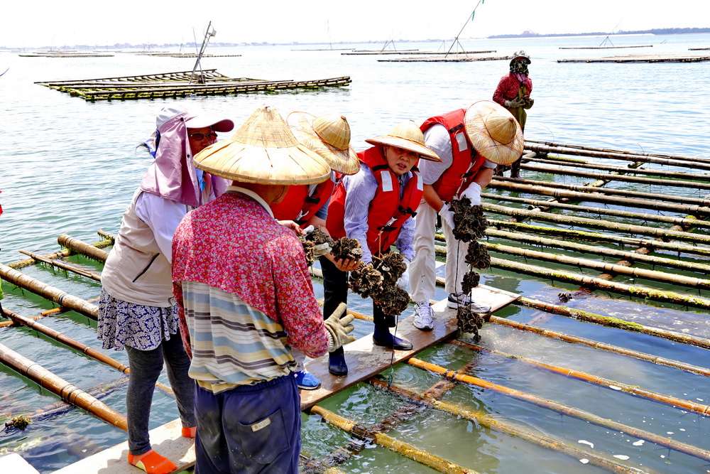 每年5月至8月為牡蠣盛產期,張花冠力推全國最優質的東石蚵是「海洋的牛奶」,現在嚐鮮「最著時」!(照片/嘉義縣府提供)
