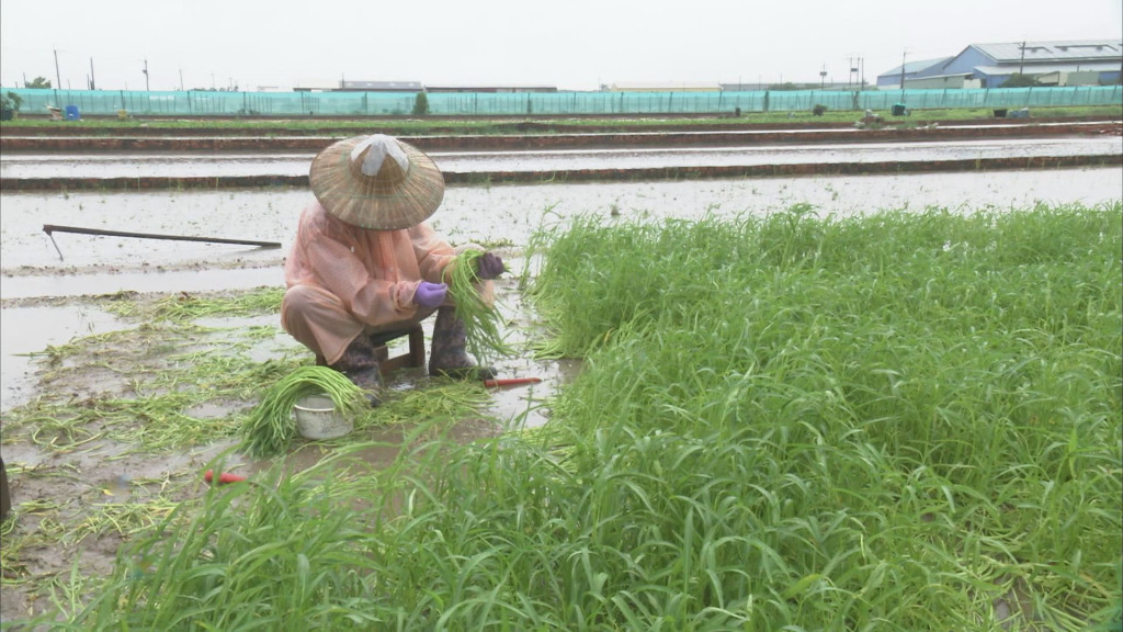 高雄市梓官區是南部重要的蔬菜產區，在大雨時刻，農民冒雨搶收蔬菜。圖／公視《我們的島》