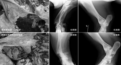 天馬牧場河馬「阿河」遺體解剖結果為膈膜破裂已3至4天,圖為部分X光片。(中央社)