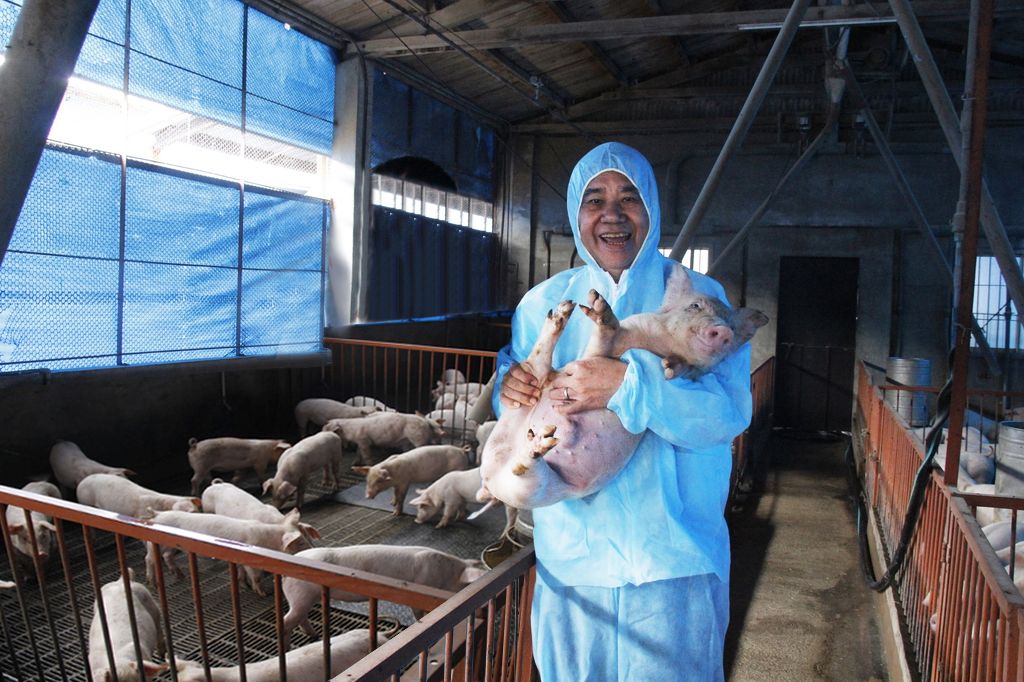講究人道飼養豬的第一名店董事長王義郎，餵豬吃添加天然麴菌的飼料，還給豬聽音樂，吃青海苔、綠茶等提高免疫力，慢養210 天。讓豬聽音樂也讓豬吃青海苔。(圖片:第一名店提供)