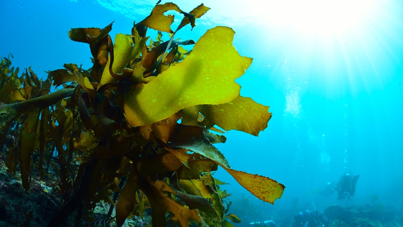 圖為闊葉巨藻和帶狀海藻。開發海草農場，吸收二氧化碳、降低海水酸度。海草還可能對海洋塑料污染的問題有所幫助。與其他抵抗全球暖化的大規模計劃相比，種植海草更容易進行和維護。圖／作者提供