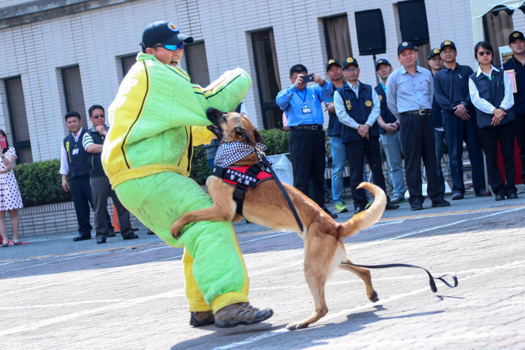 市府警察局今日宣布成立警犬隊，由市長林佳龍主持揭牌典禮，並為警犬隊成員授徽，安排精彩的爆裂物偵檢、毒品偵搜及追捕嫌犯表演，警犬與領犬員彼此間有默契的表現，讓觀眾驚呼連連。（台中市新聞局）